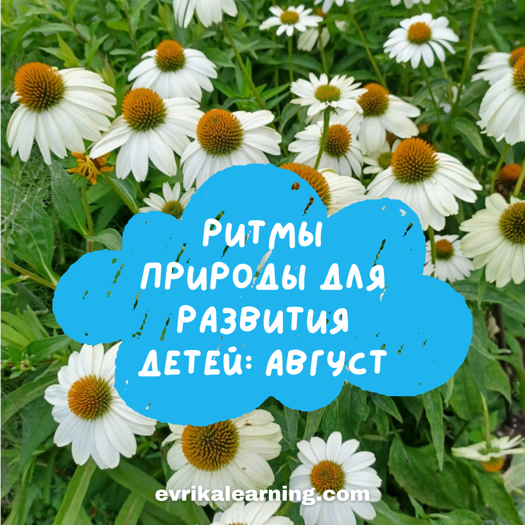 Ритмы природы и развитие детей - Август